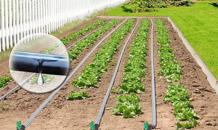 Extending the life of drip irrigation polyethylene pipe