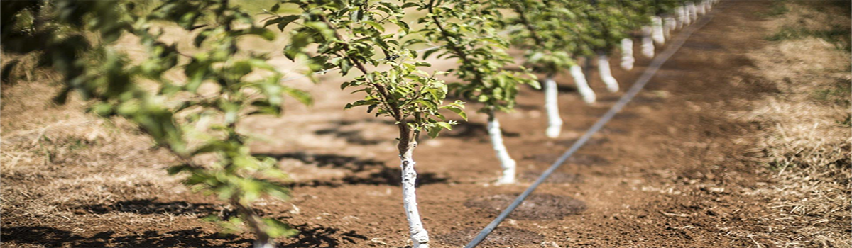  What is the difference between drip and rain irrigation? 